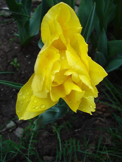 Tulipa Monte Carlo (2009, April 19)