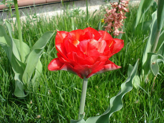 Tulipa Red (2009, April 13)
