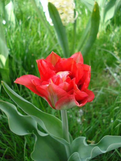 Tulipa Red (2009, April 13)