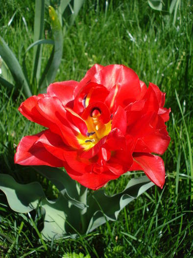 Tulipa Red (2009, April 16)