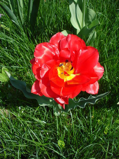 Tulipa Red (2009, April 16) - Tulipa Red