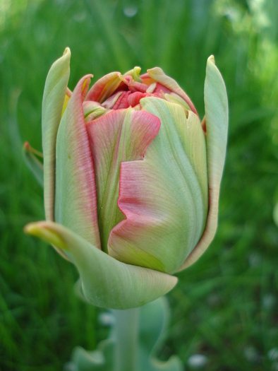 Tulipa Red (2010, April 13)