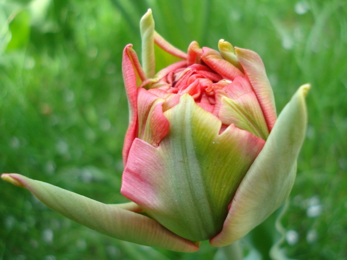 Tulipa Red (2010, April 14) - Tulipa Red