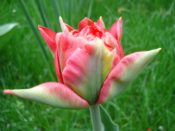 Tulipa Red (2010, April 16)