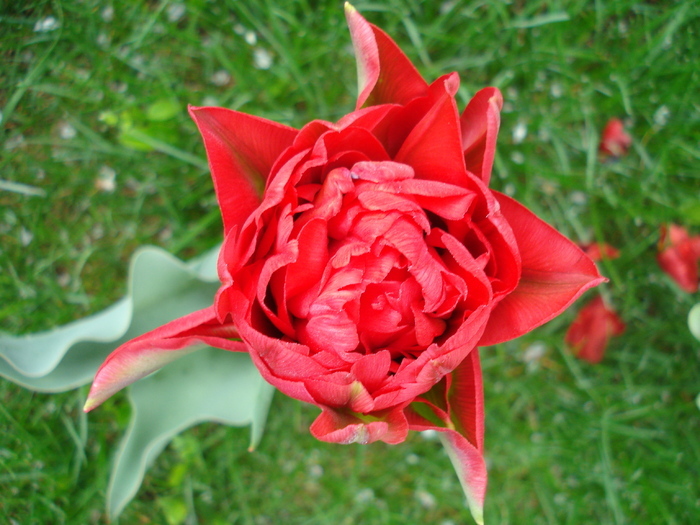 Tulipa Red (2010, April 17)