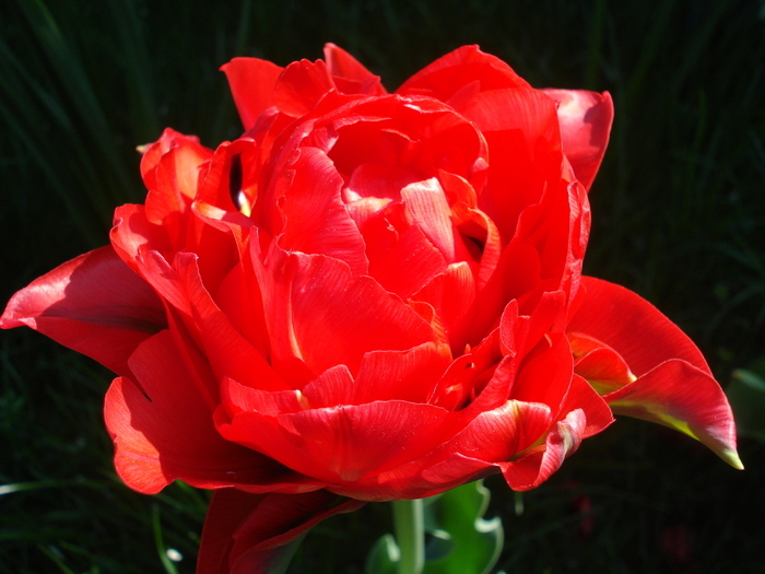 Tulipa Red (2010, April 18)