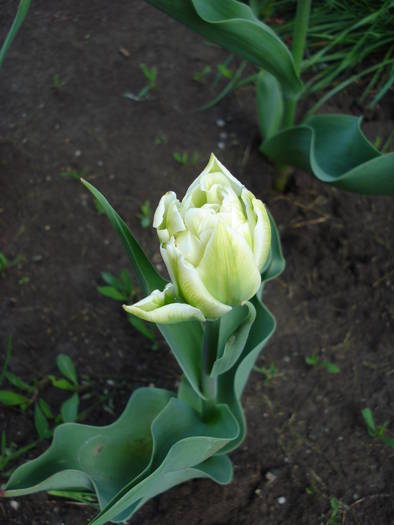 Tulipa Schoonoord (2009, April 15)