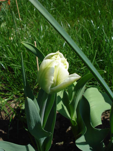 Tulipa Schoonoord (2009, April 16)