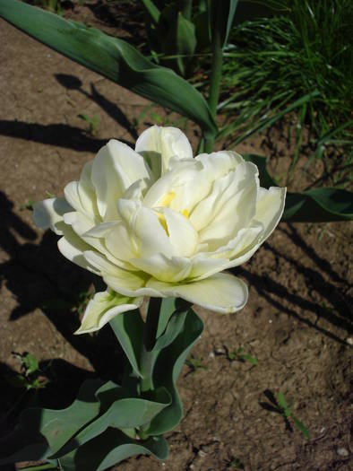 Tulipa Schoonoord (2009, April 16)