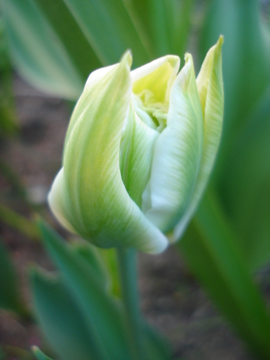 Tulipa Schoonoord (2010, April 18)