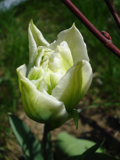 Tulipa Schoonoord (2010, April 18) - Tulipa Schoonoord