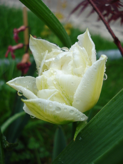 Tulipa Schoonoord (2010, April 20)