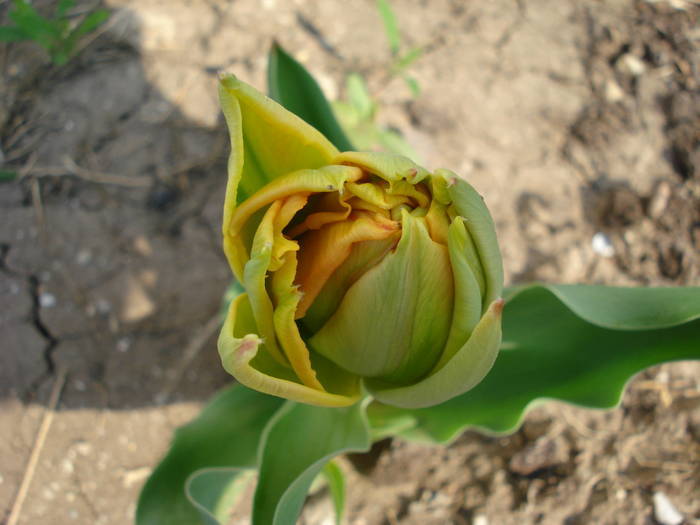 Tulipa Willem van Oranje (2009, April 10)