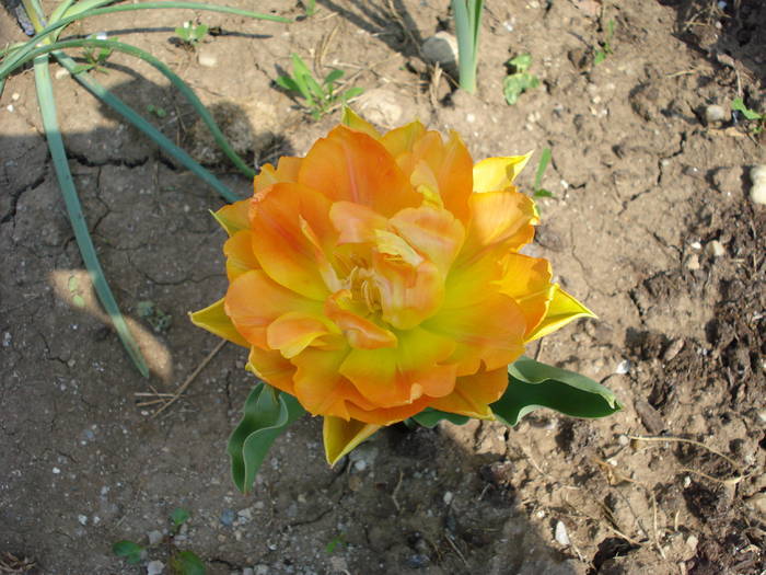 Tulipa Willem van Oranje (2009, April 11)