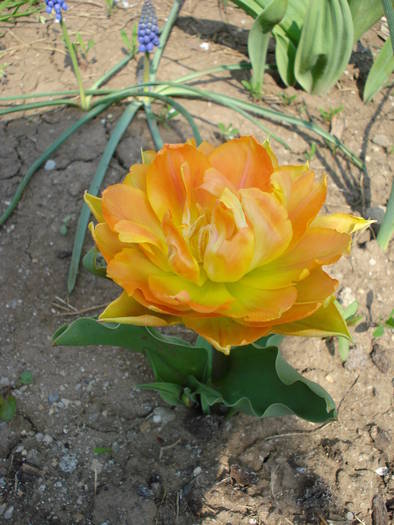 Tulipa William of Orange (2009, April 11)