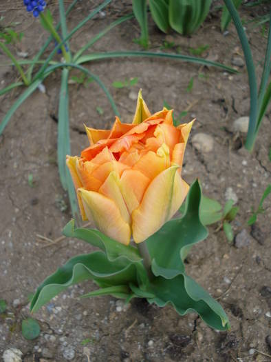 Tulipa William of Orange (2009, April 13)