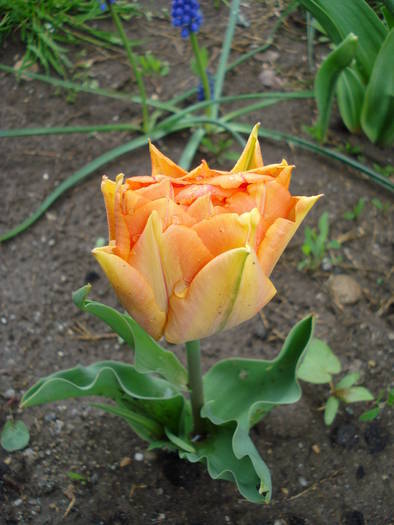 Tulipa William of Orange (2009, April 14)