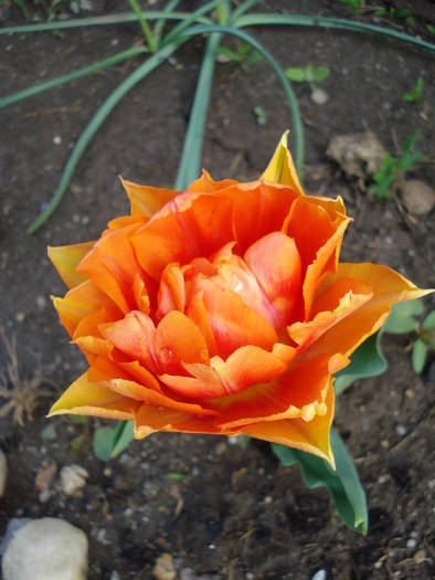 Tulipa William of Orange (2009, April 15)
