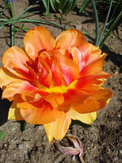 Tulipa William of Orange (2009, April 16)