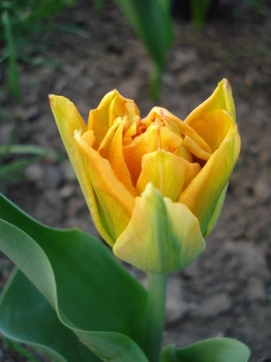Tulipa Willem van Oranje (2009, April 17)