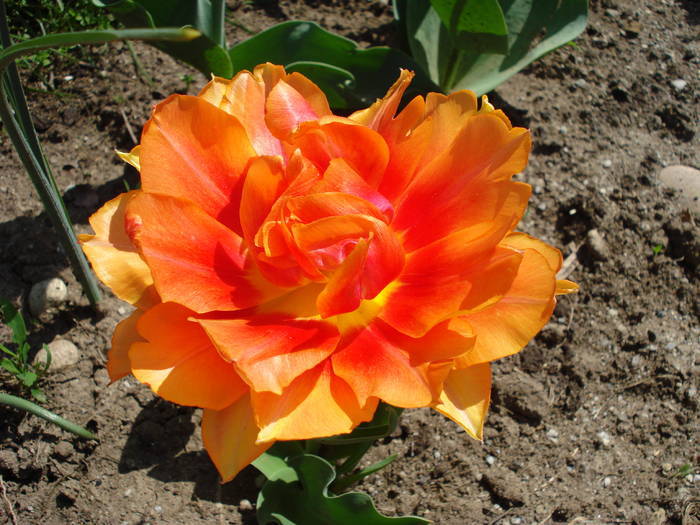 Tulipa Willem van Oranje (2009, April 18)