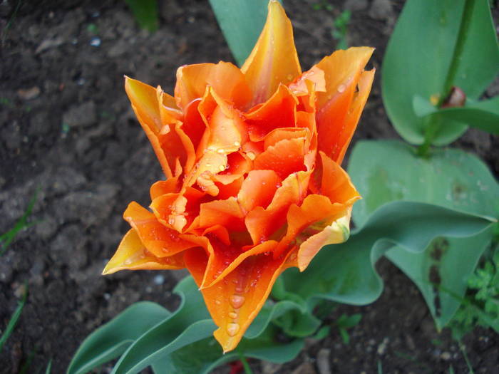 Tulipa Willem van Oranje (2009, April 19)