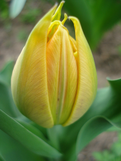 Tulipa Willem van Oranje (2010, April 15)