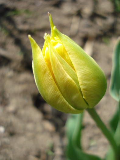Tulipa Willem van Oranje (2010, April 16)