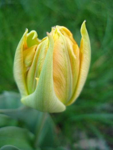 Tulipa Willem van Oranje (2010, April 18)
