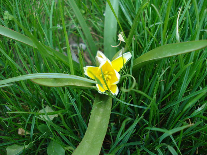 Tulipa Tarda (2009, April 10)