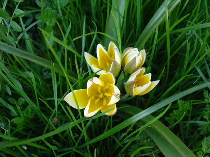 Tulipa Tarda (2009, April 15)