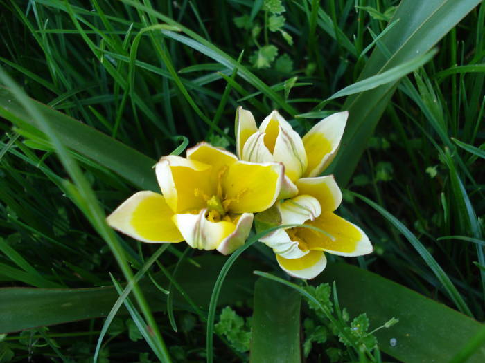Tulipa Tarda (2009, April 15)