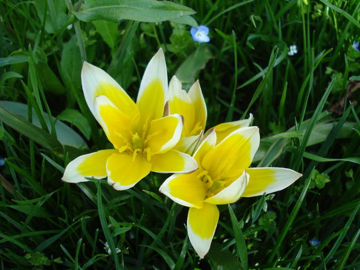 Tulipa Tarda (2009, April 17)