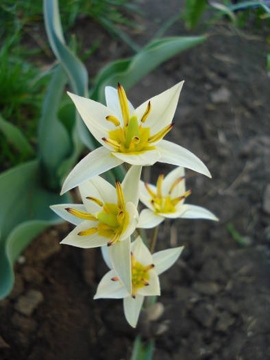 Tulipa Turkestanica (2009, April 05)