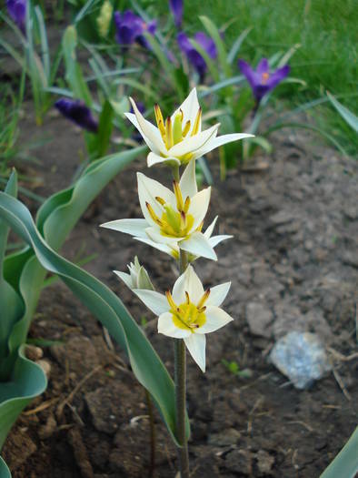 Tulipa Turkestanica (2009, April 05)