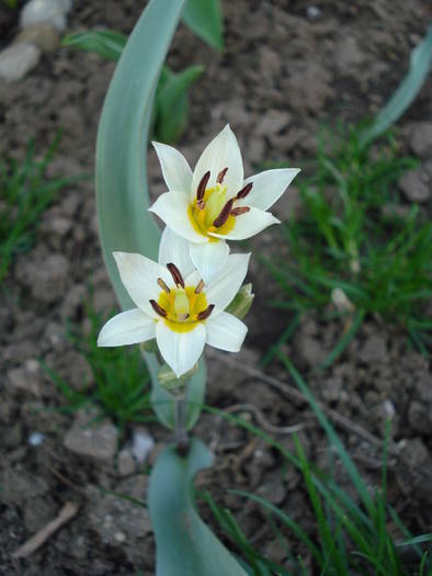 Tulipa Turkestanica (2009, April 06)