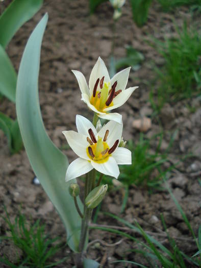 Tulipa Turkestanica (2009, April 06) - Tulipa Turkestanica