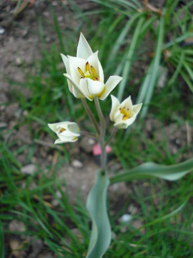 Tulipa Turkestanica (2009, April 06)