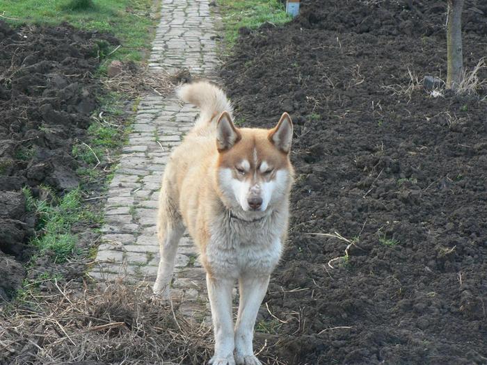 Fox - Husky Siberian