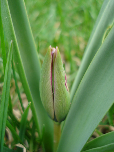 Tulipa humilis Persian Pearl (`10, Mar.27)