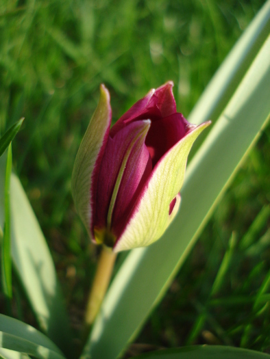Tulipa humilis Persian Pearl (`10, Mar.30)