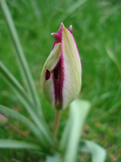Tulipa humilis Persian Pearl (2010, Apr.03)