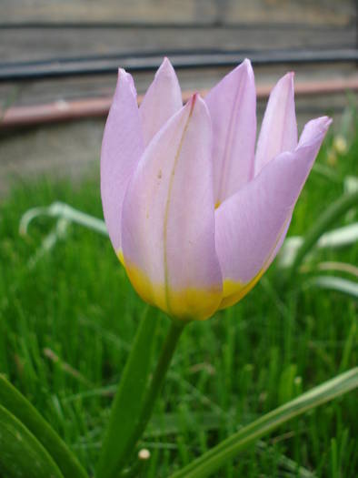 Tulipa Lilac Wonder (2009, April 21)