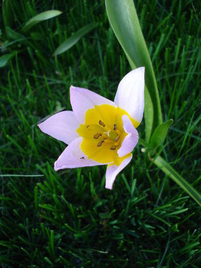 Tulipa Lilac Wonder (2009, April 22) - Tulipa Lilac Wonder