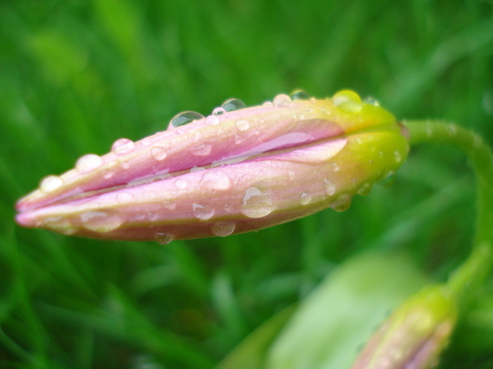 Tulipa Lilac Wonder (2010, April 15)