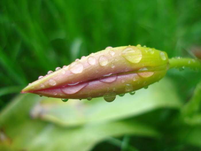 Tulipa Lilac Wonder (2010, April 15)