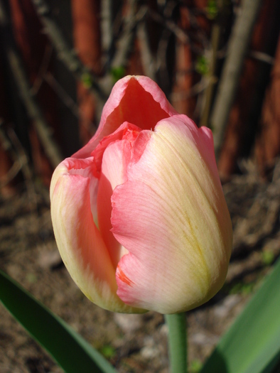 Tulipa Judith Leyster (2010, April 18)