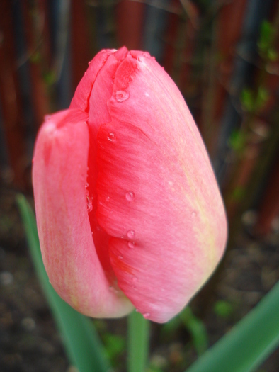 Tulipa Judith Leyster (2010, April 20)