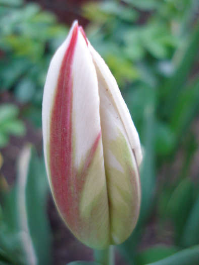 Tulipa Happy Generation (2010, April 24)