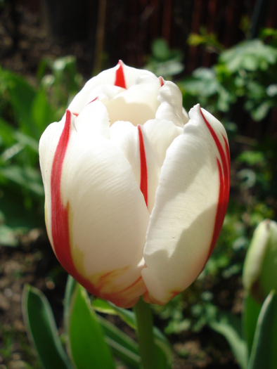 Tulipa Happy Generation (2010, April 26)